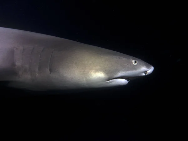 Tiburón Marino Depredador Peligroso —  Fotos de Stock