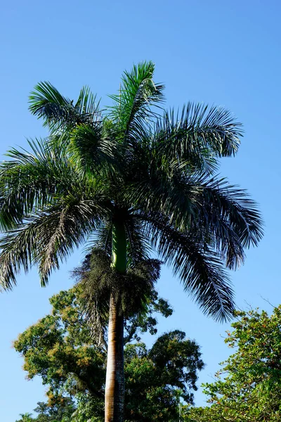 Harika Mavi Gökyüzü Ile Harika Palmiye Ağaçları — Stok fotoğraf
