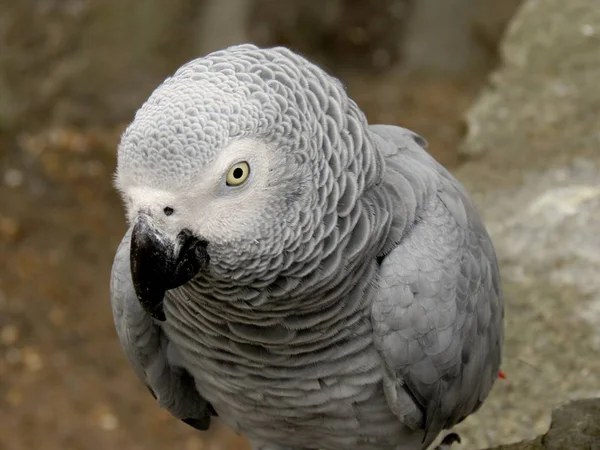 아름다운 앵무새의 아름다운 — 스톡 사진