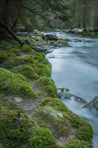 Lluvia Bosque Bavariano Invierno —  Fotos de Stock
