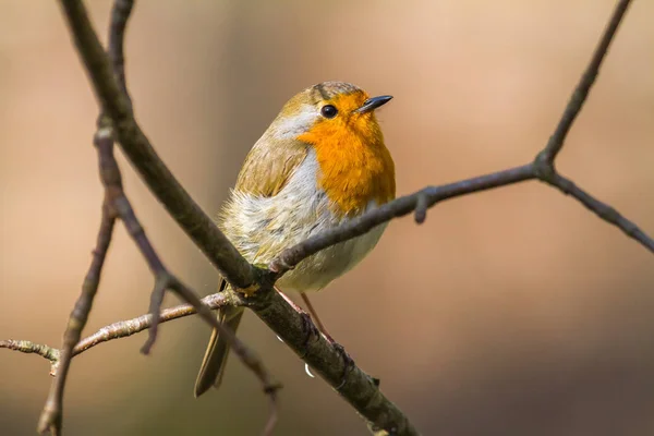 Scenic View Beautiful Robin Bird Nature — Stock Photo, Image