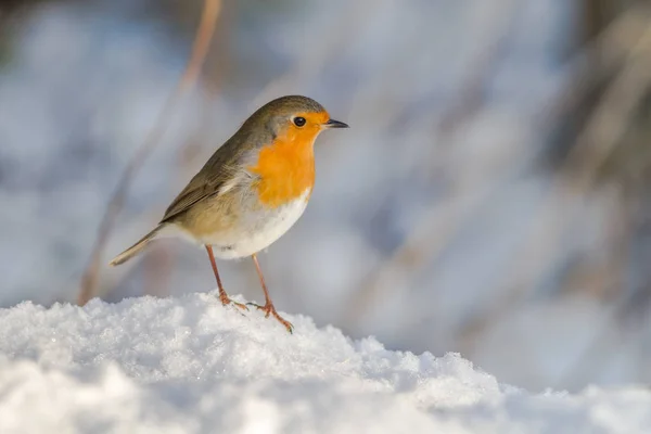 Doğadaki Güzel Robin Bird Manzarası — Stok fotoğraf