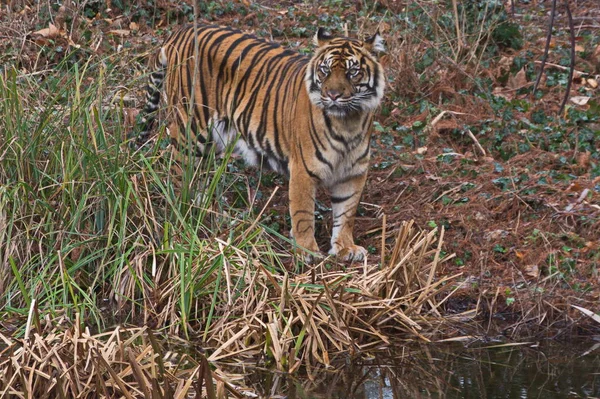 Sibirisk Tiger Randigt Djur — Stockfoto