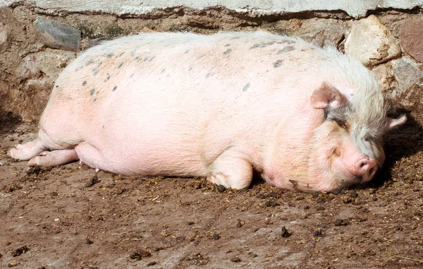 Fat pig lying on the ground