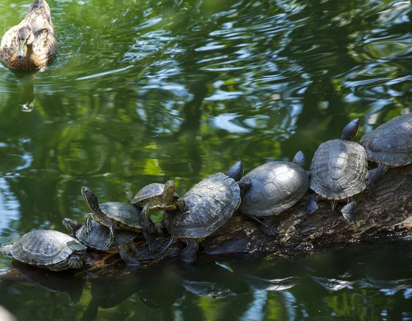 Gruppe Von Flussschildkröten Auf Einem Baumstamm Hintergrund Des Teiches Kriecht — Stockfoto