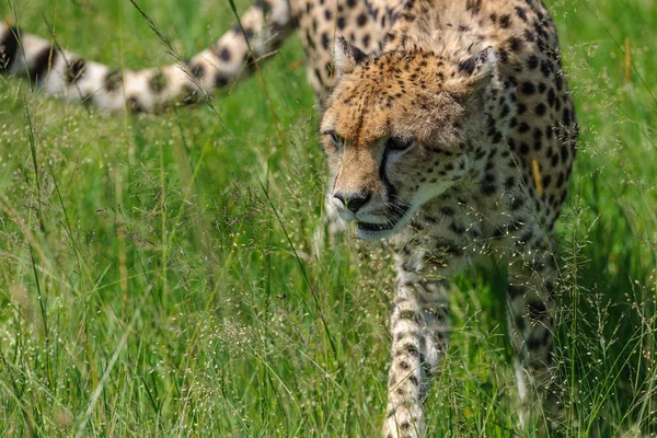 Gepard Masai Mara Průniku — Stock fotografie
