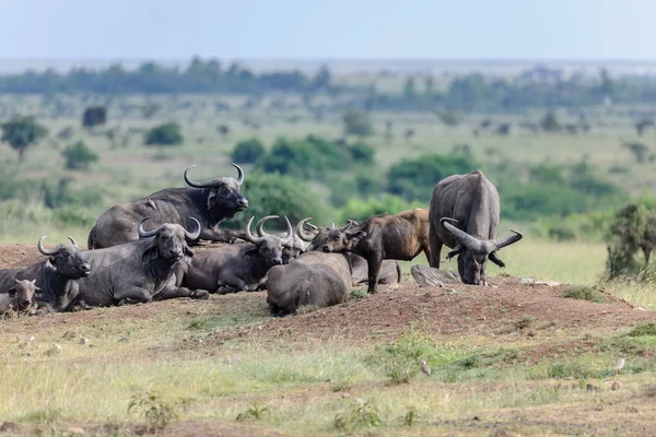 Búfalo Savana África — Fotografia de Stock