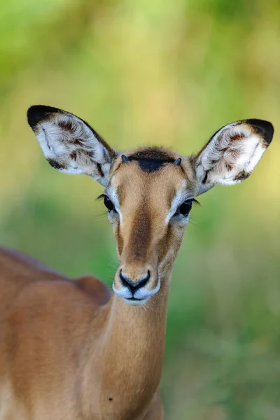 Impala Stádo Masai Mara — Stock fotografie