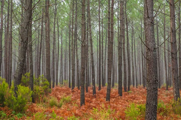 Осенние Хвойные Папоротниковые Леса — стоковое фото