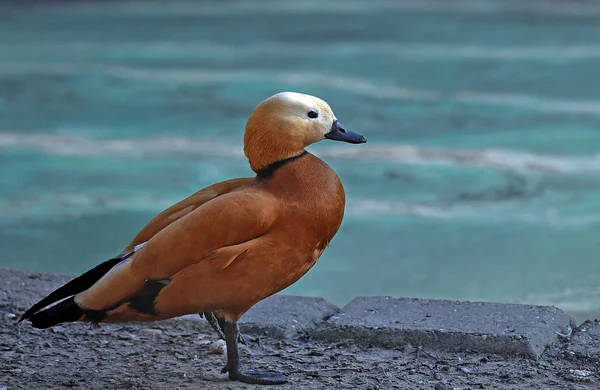 Vue Panoramique Bel Oiseau Nature — Photo