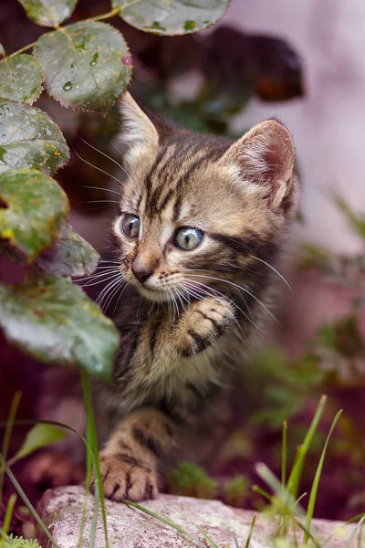 Bahçesinde Çimenlerin Üzerinde Yürüyüş Kahverengi Çizgili Şirin Yavru Kedi — Stok fotoğraf