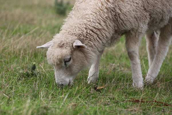 Schafe Lämmer Und Vieh — Stockfoto
