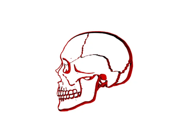 Ilustración Del Vector Del Cráneo Humano — Foto de Stock