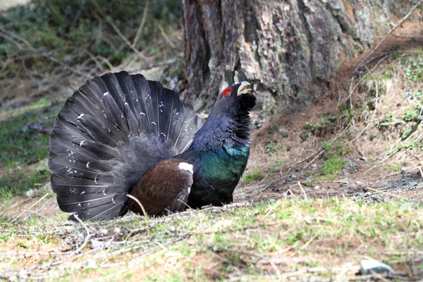 Nanılmaz Alp Dağlarında Seyahat Etmek — Stok fotoğraf