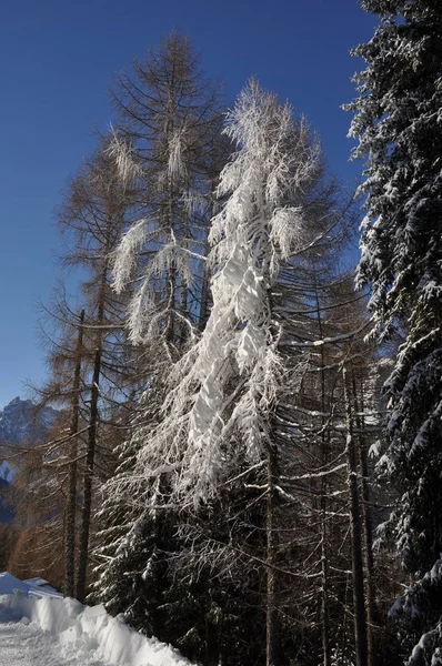 Italien Sydtyrolen Dolomiter Sextio Sextio Dolomiter Roder Innichen Vintersport — Stockfoto