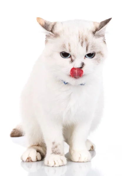 白地に隔離された白い可愛い猫 — ストック写真