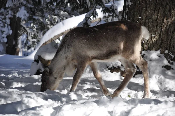 Reindeer Animal Mammal Animal — Stock Photo, Image