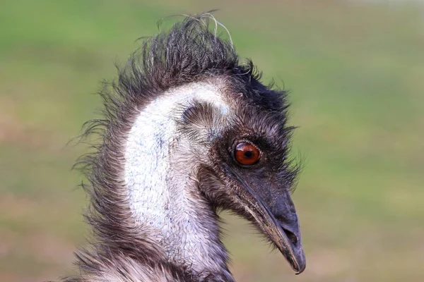 Emu Dromaius Novaehollandiae Kopfstudie — Stock fotografie