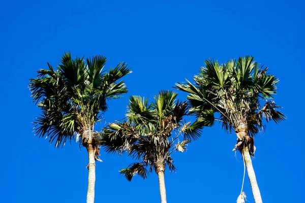 Wielkie Palmy Wspaniałym Błękitnego Nieba — Zdjęcie stockowe