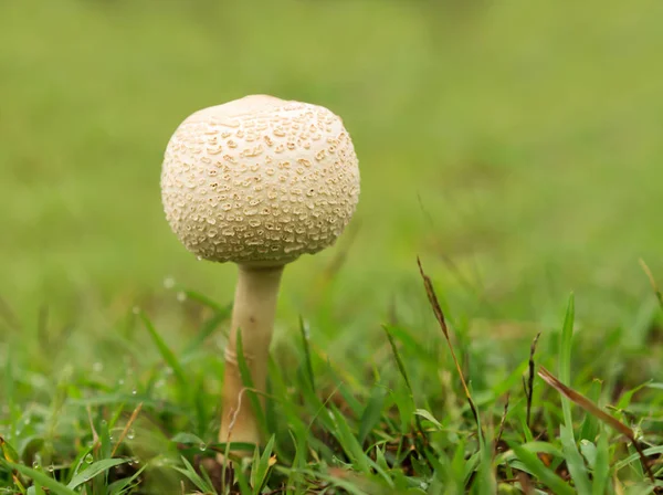 Australia Queensland Nuevo Hongo Joven Creciendo Través Hierba Verde Húmeda — Foto de Stock