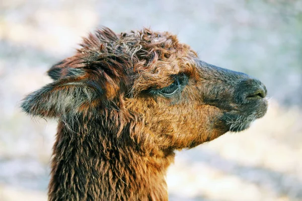 Drôle Alpaga Animal Mammifère Sauvage — Photo