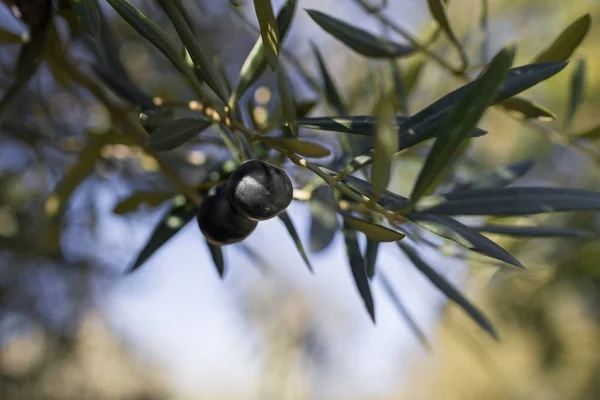 Atmospheric image of a Olive tree with black Olives hanging from the branches set in low sun showing bokeh