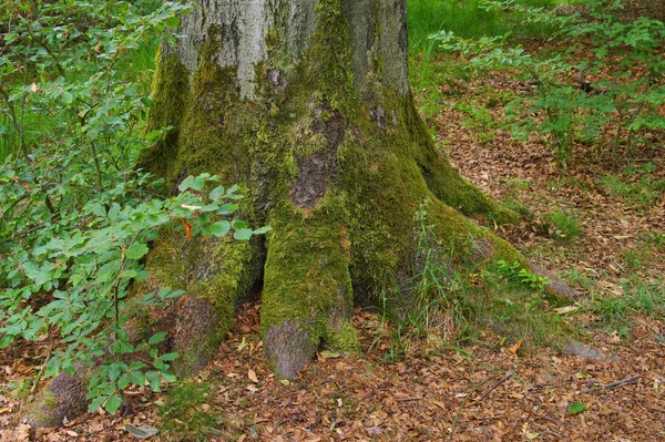 Beech Old Root Beech Tree Andold Root — Stock Photo, Image