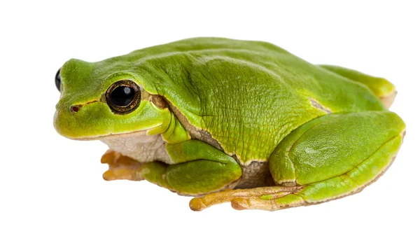 유럽의 개구리 Hyla 수목원 이전의 수목원 고립되어 — 스톡 사진