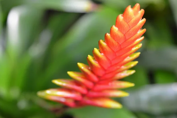 Schöne Botanische Aufnahme Natürliche Tapete — Stockfoto