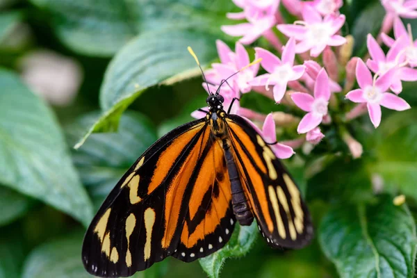 Monarchfalter Danaus Plexippus Männchen Saugt Nektar Einer Blume — Stockfoto