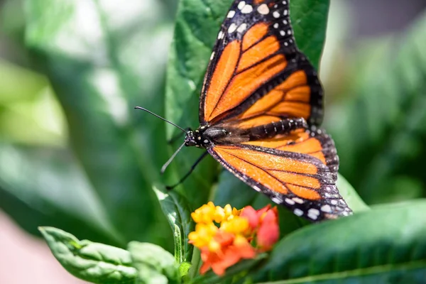 Monarca Farfalla Danaus Plexippus Maschio Succhiare Nettare Fiore — Foto Stock