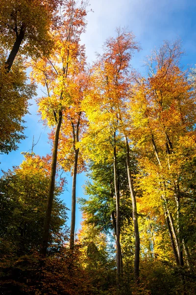 Jasne Kolorowe Drzewa Błękitne Niebo Słońce Mgła Jesienią — Zdjęcie stockowe
