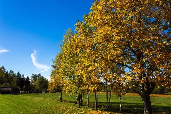 Φθινοπωρινά Χρωματιστά Δέντρα Σειρά Δέντρο Μπροστά Από Ένα Φωτεινό Γαλάζιο — Φωτογραφία Αρχείου