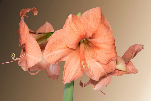 Detailní Záběr Oranžové Amaryllis Sépiové Barevné Pozadí — Stock fotografie