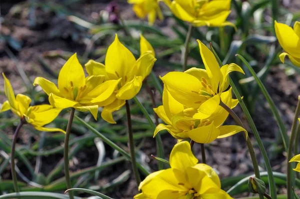 Тюльпаны Цветы Лугу Весенняя Флора — стоковое фото
