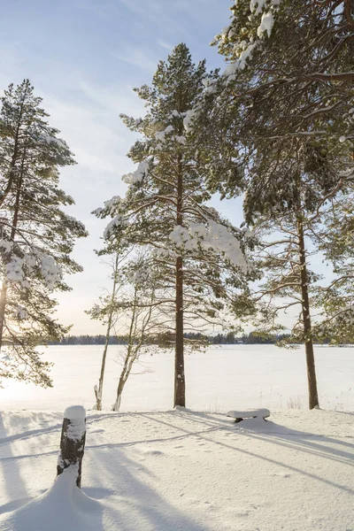 Δέντρα Πεύκων Μπροστά Από Κατεψυγμένα Λίμνη Ουμέα Σουηδία — Φωτογραφία Αρχείου