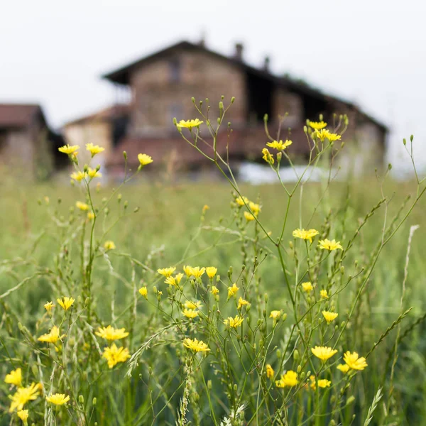 黄色の花々 の選択と集中 背景のイタリアの古いファームハウス — ストック写真