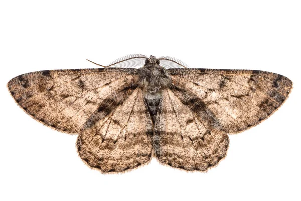 Moth Med Utspridda Vingar Isolerade Vit — Stockfoto