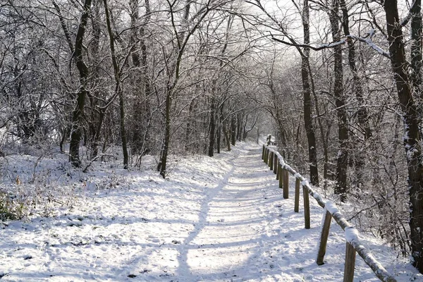 Caminho Caminhada Através Uma Floresta Inverno — Fotografia de Stock