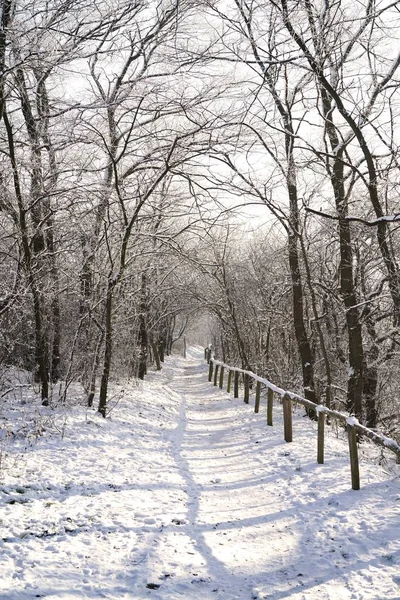 Sentier Randonnée Travers Une Forêt Hiver — Photo