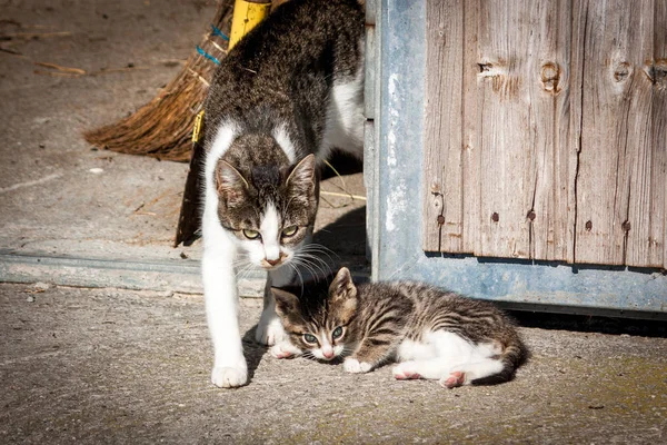 Una Katzenmama Protege Bebé Que Prefiere Jugar — Foto de Stock