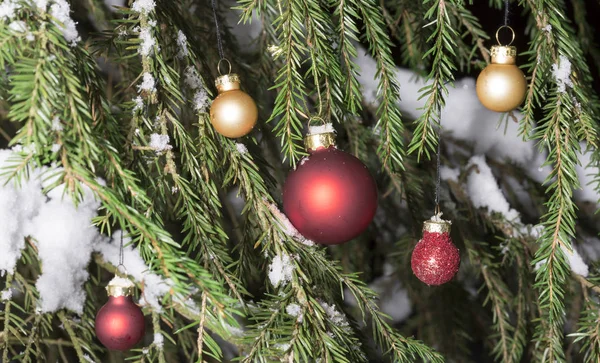 Christmas Tree Ballen Spruce Tree Met Sneeuw — Stockfoto