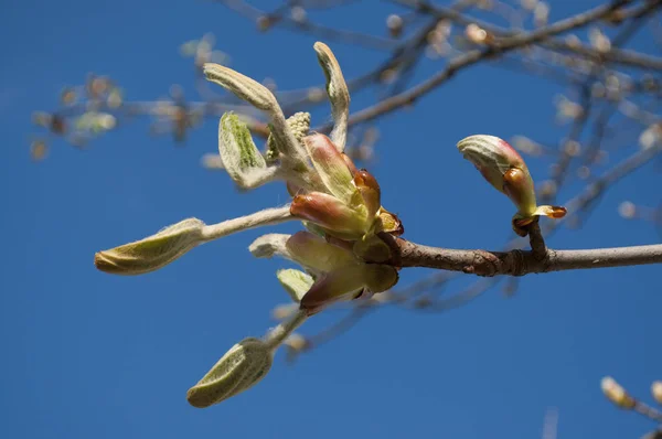 Kastanienzweig Frühling Park — Stockfoto