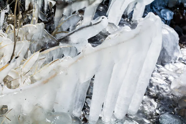 Cespugli Congelati Con Ghiaccio Nello Stagno Invernale — Foto Stock