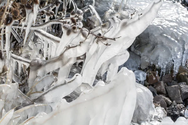 Arbustes Congelés Avec Glace Dans Étang Hiver — Photo