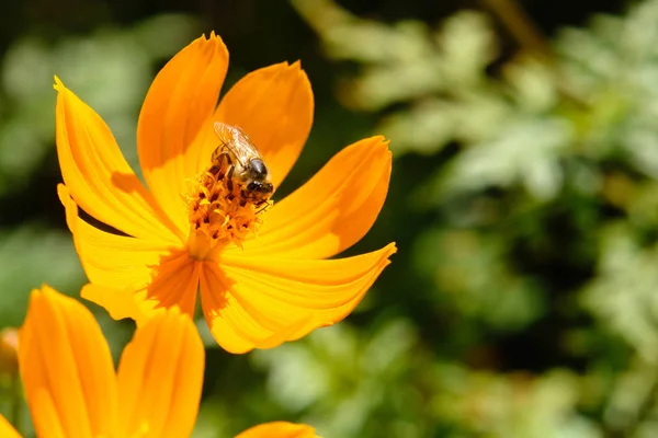 Bee work in flower