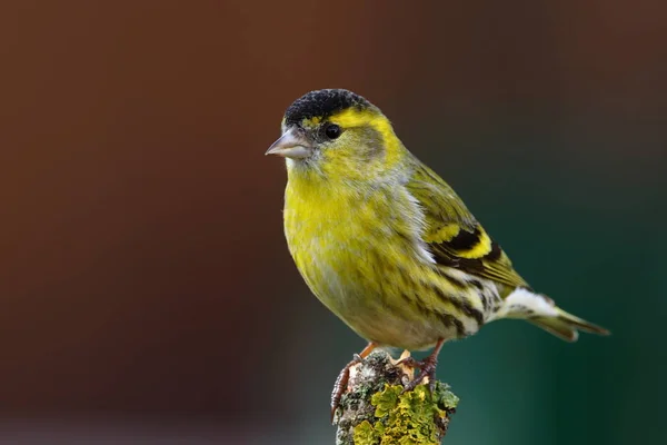 Siskin Maschio Appollaiato Ramo — Foto Stock