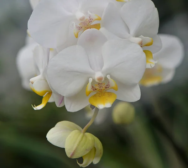 Pétalos Flor Orquídea Belleza Flora — Foto de Stock