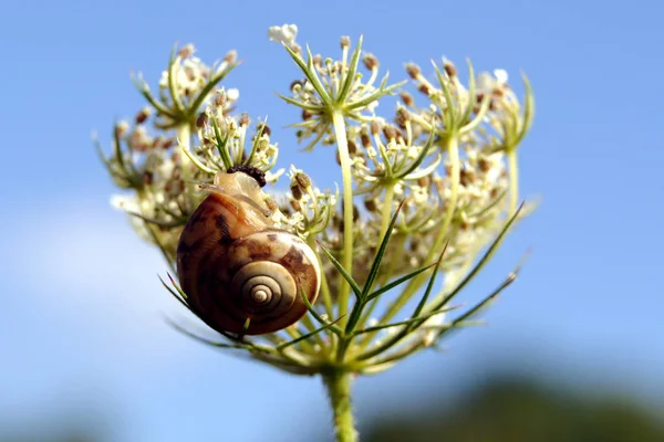 Wiesenkraut Mit Schraube Dortmund — Stockfoto