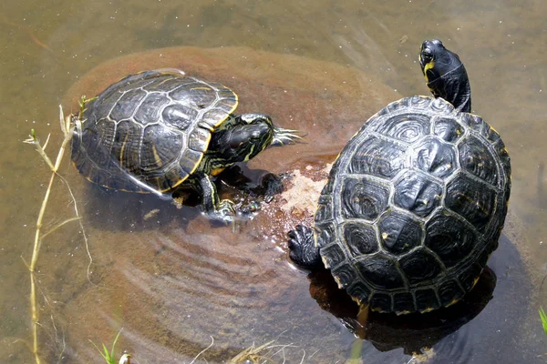 Schildpadden Meer Burglehen Park Tirolo — Stockfoto